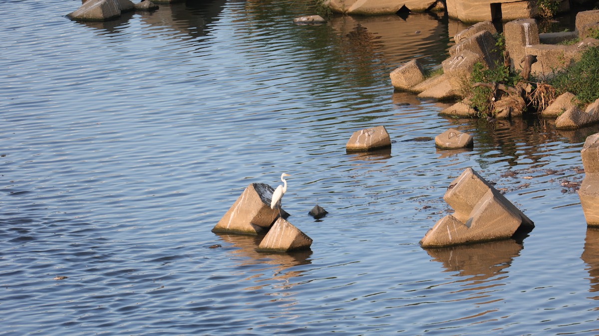 Great Egret - ML643534618