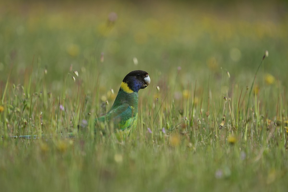 Australian Ringneck - ML643534619