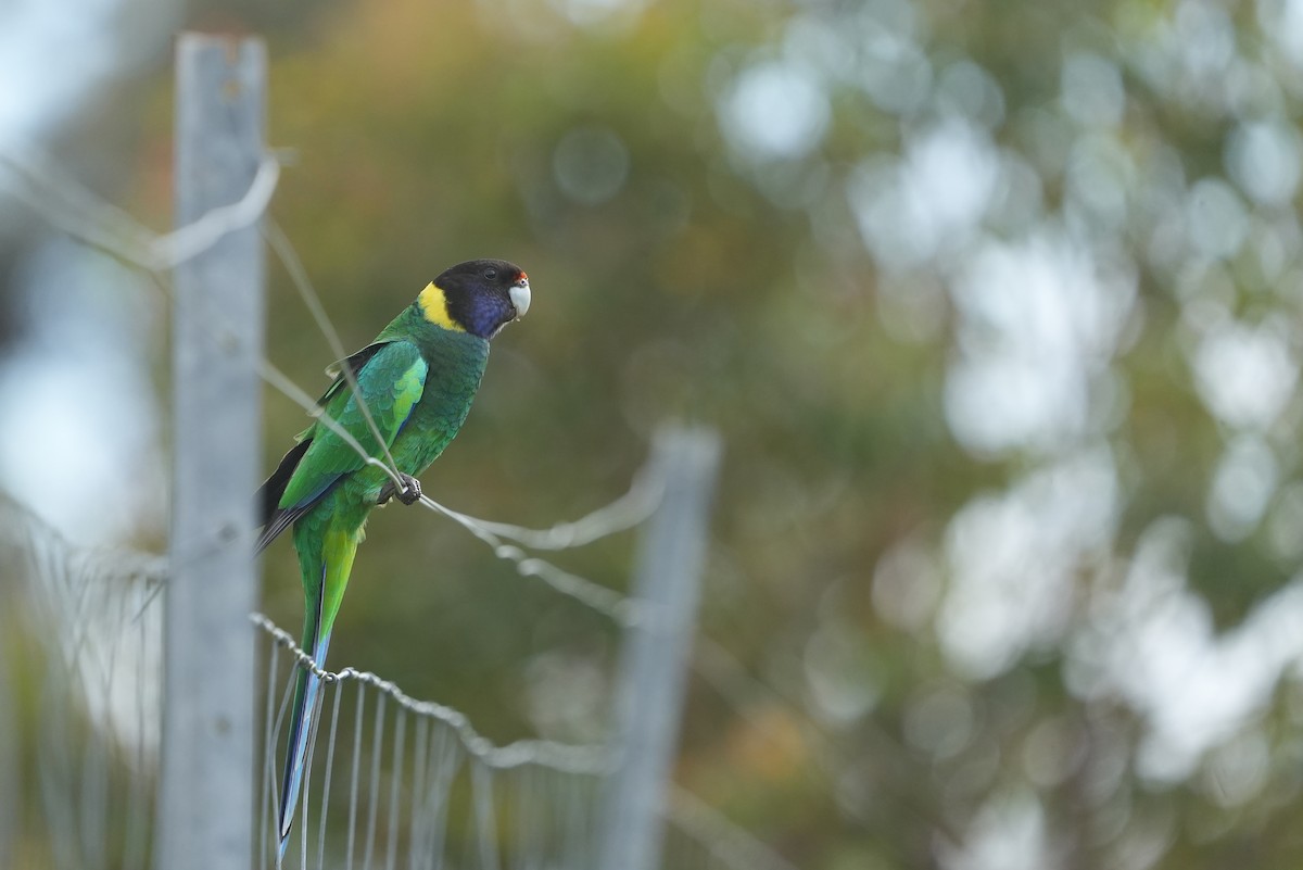 Australian Ringneck - ML643534620