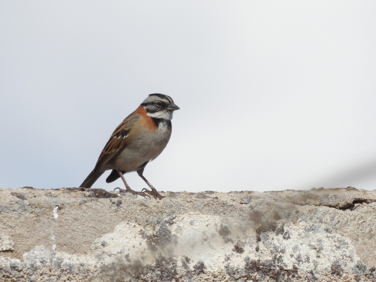 Rufous-collared Sparrow - ML643534621