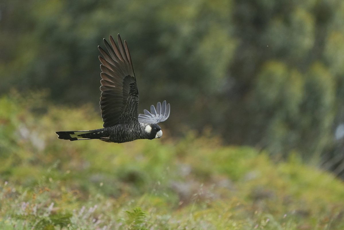 Carnaby's Black-Cockatoo - ML643534622