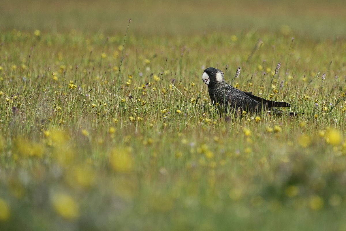 Carnaby's Black-Cockatoo - ML643534623
