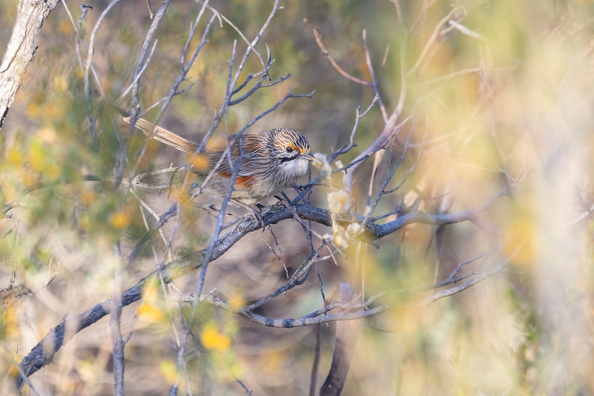 Striated Grasswren - ML643534624