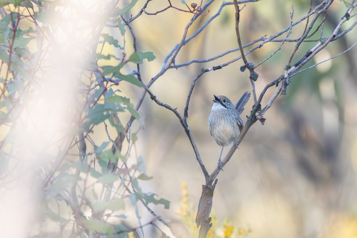 Striated Grasswren - ML643534625