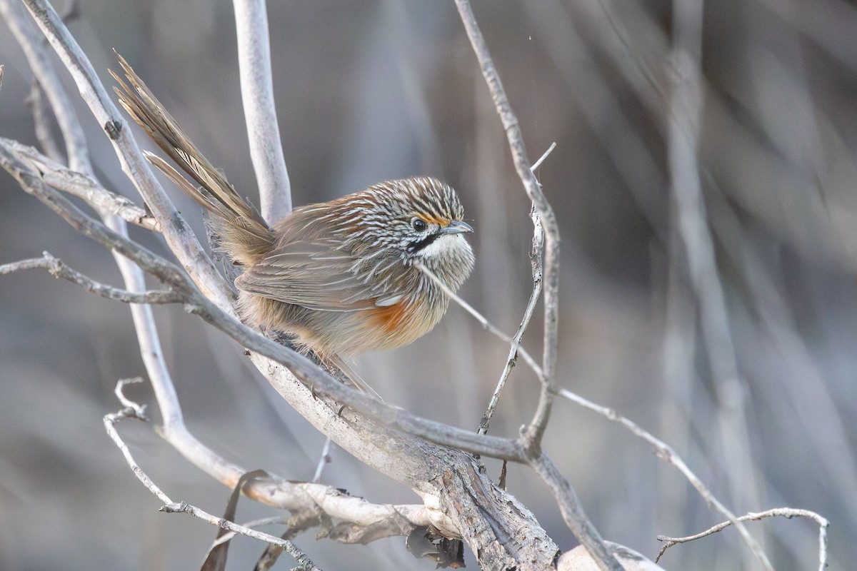 Striated Grasswren - ML643534626