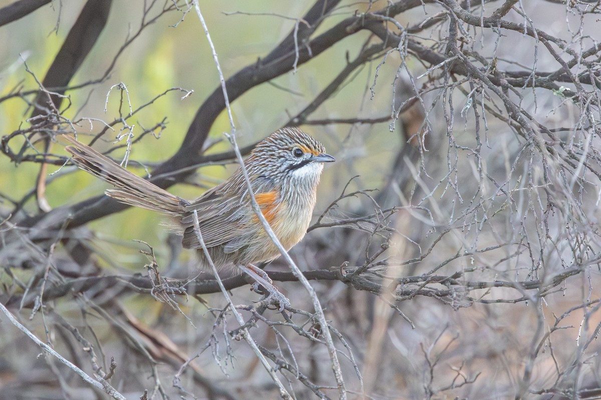Striated Grasswren - ML643534631