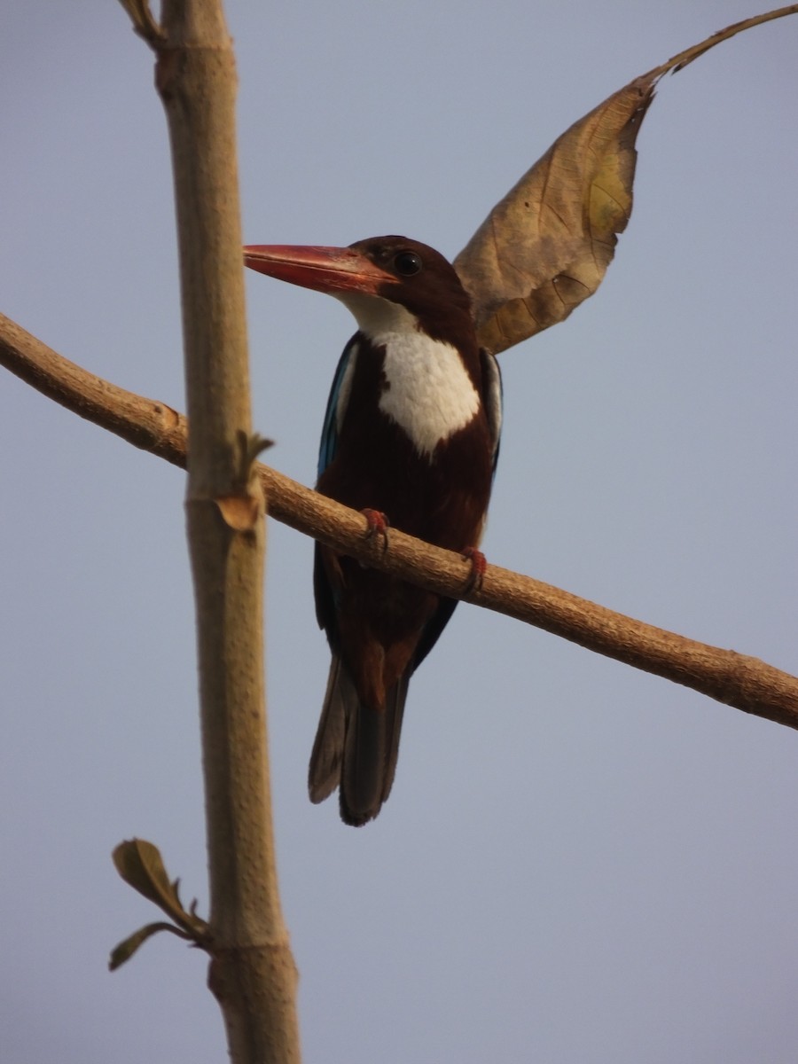White-throated Kingfisher - ML643534632