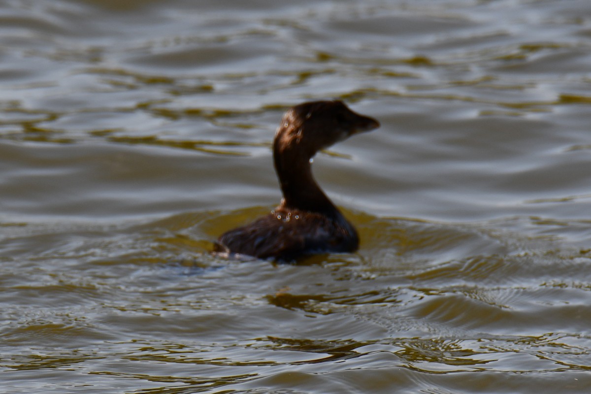 Pied-billed Grebe - ML643534634
