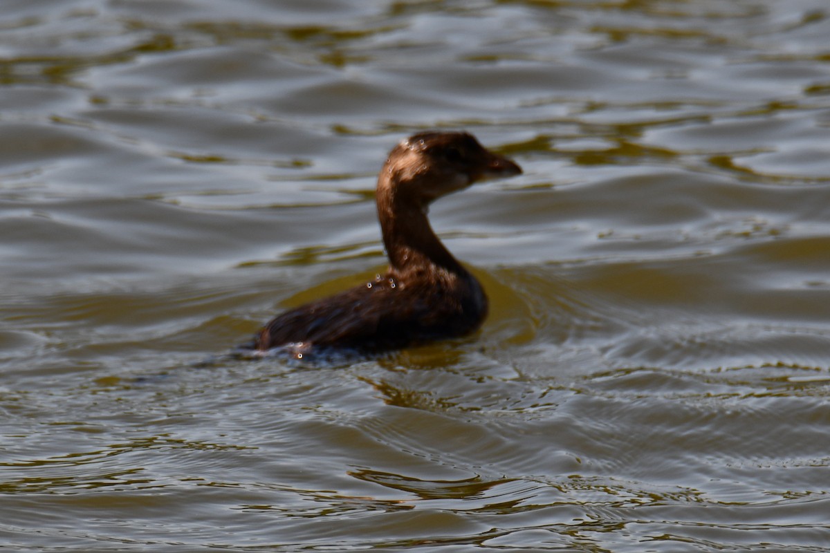 Pied-billed Grebe - ML643534635