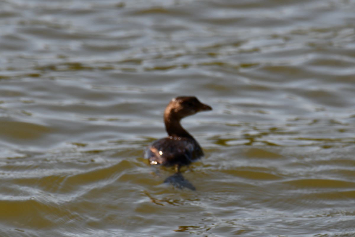 Pied-billed Grebe - ML643534636