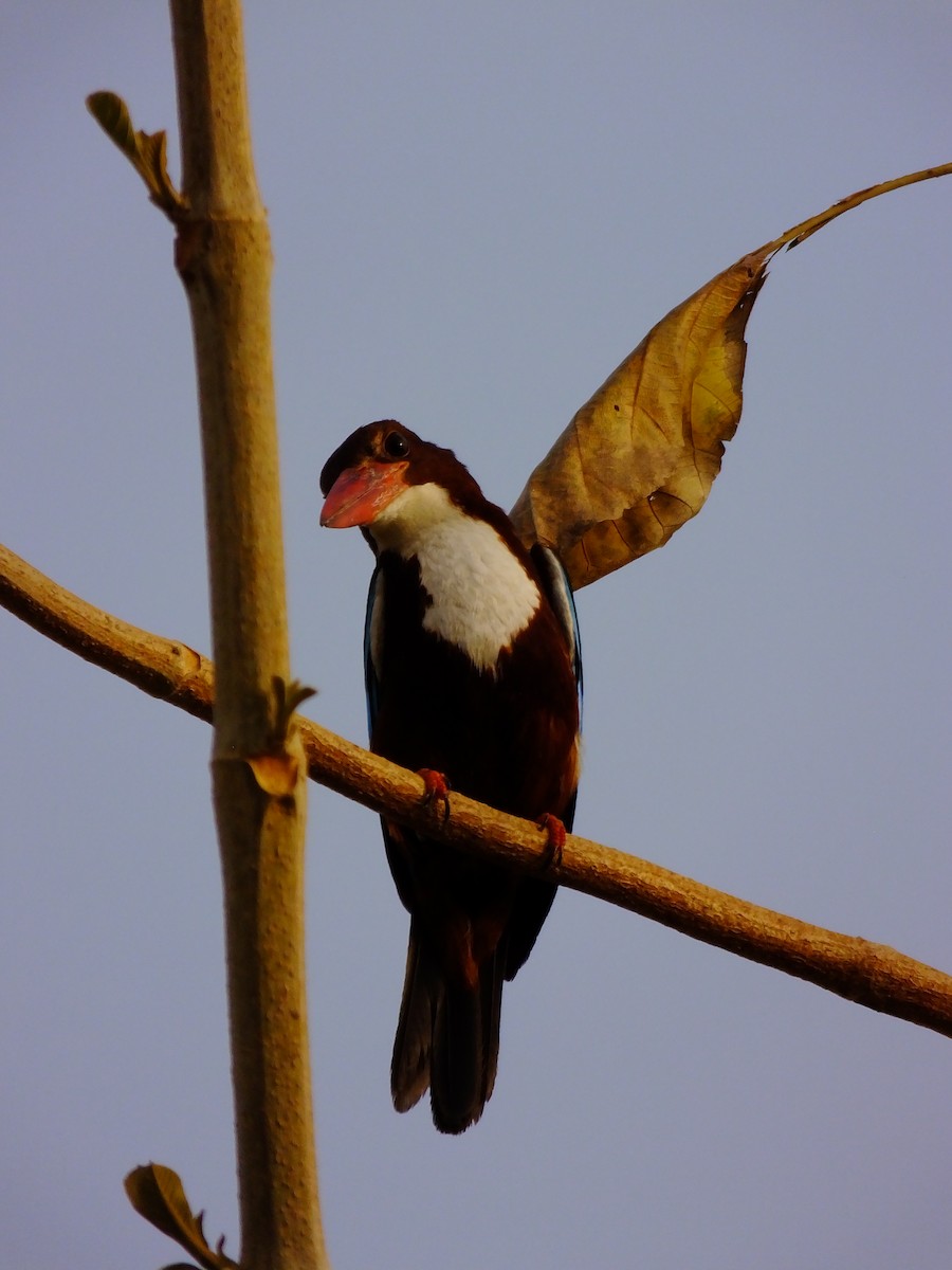 White-throated Kingfisher - ML643534637