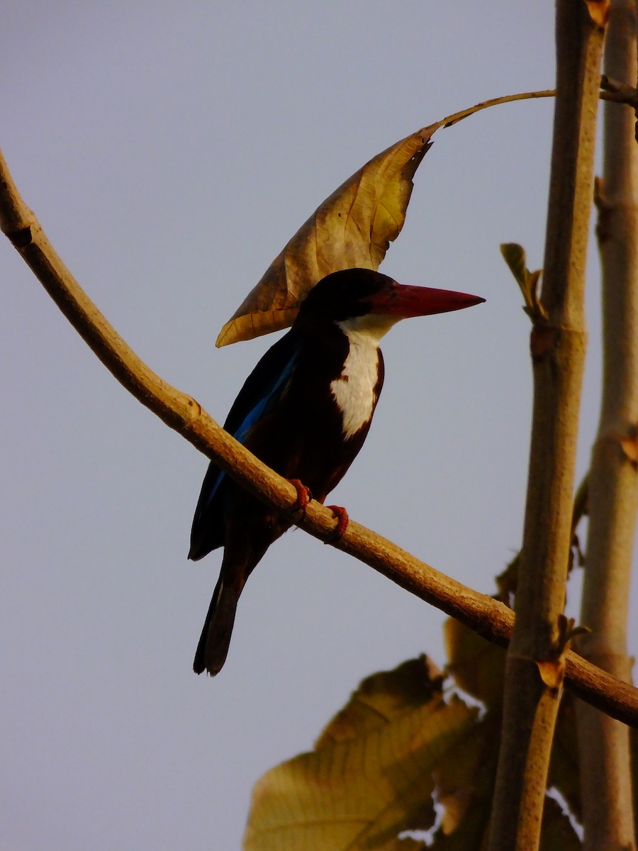 White-throated Kingfisher - ML643534640
