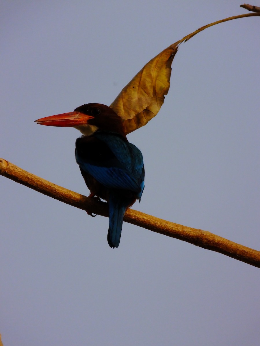 White-throated Kingfisher - ML643534641