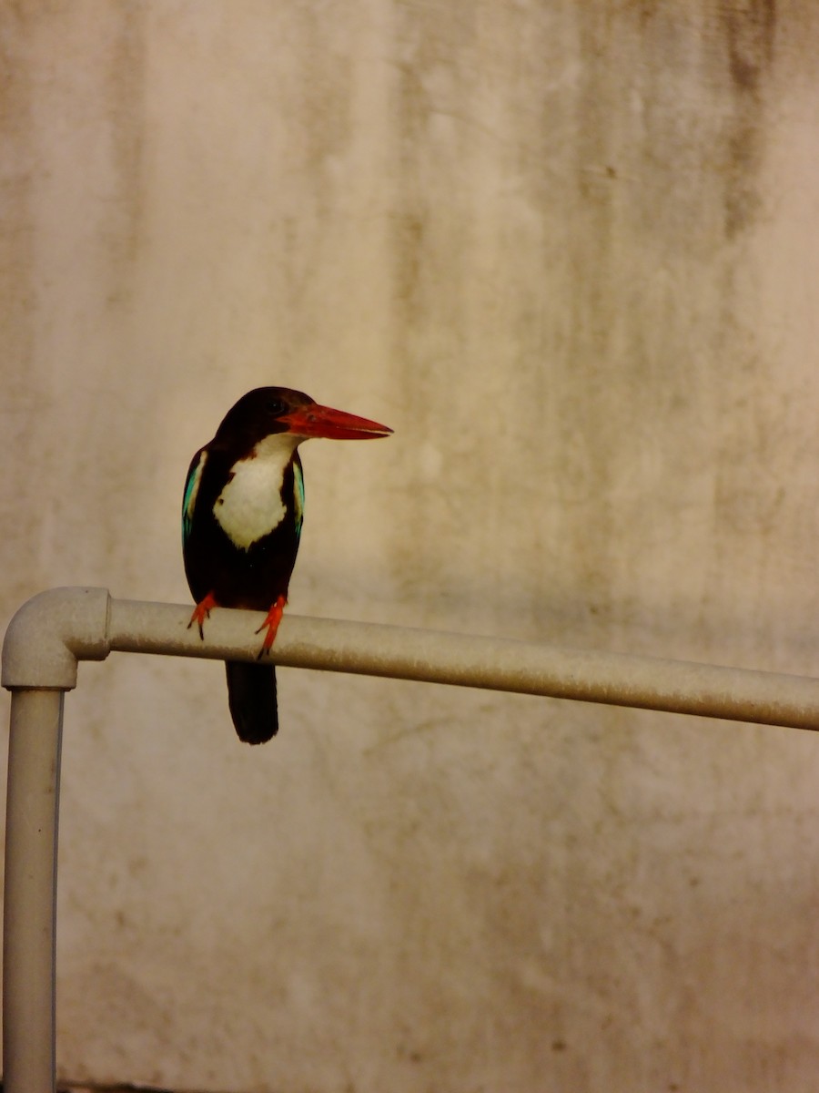 White-throated Kingfisher - ML643534642