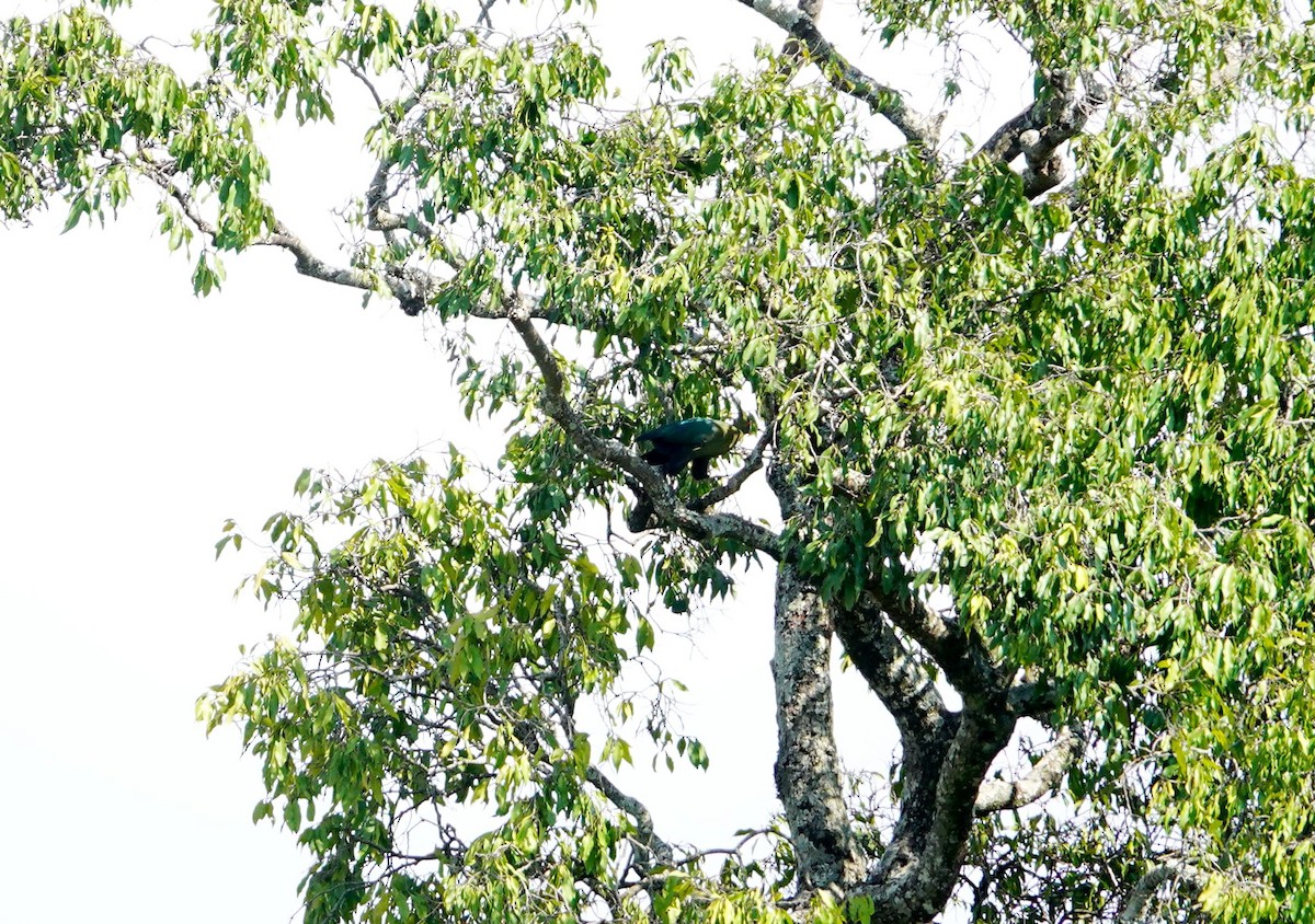 Schalow's Turaco - ML643534647