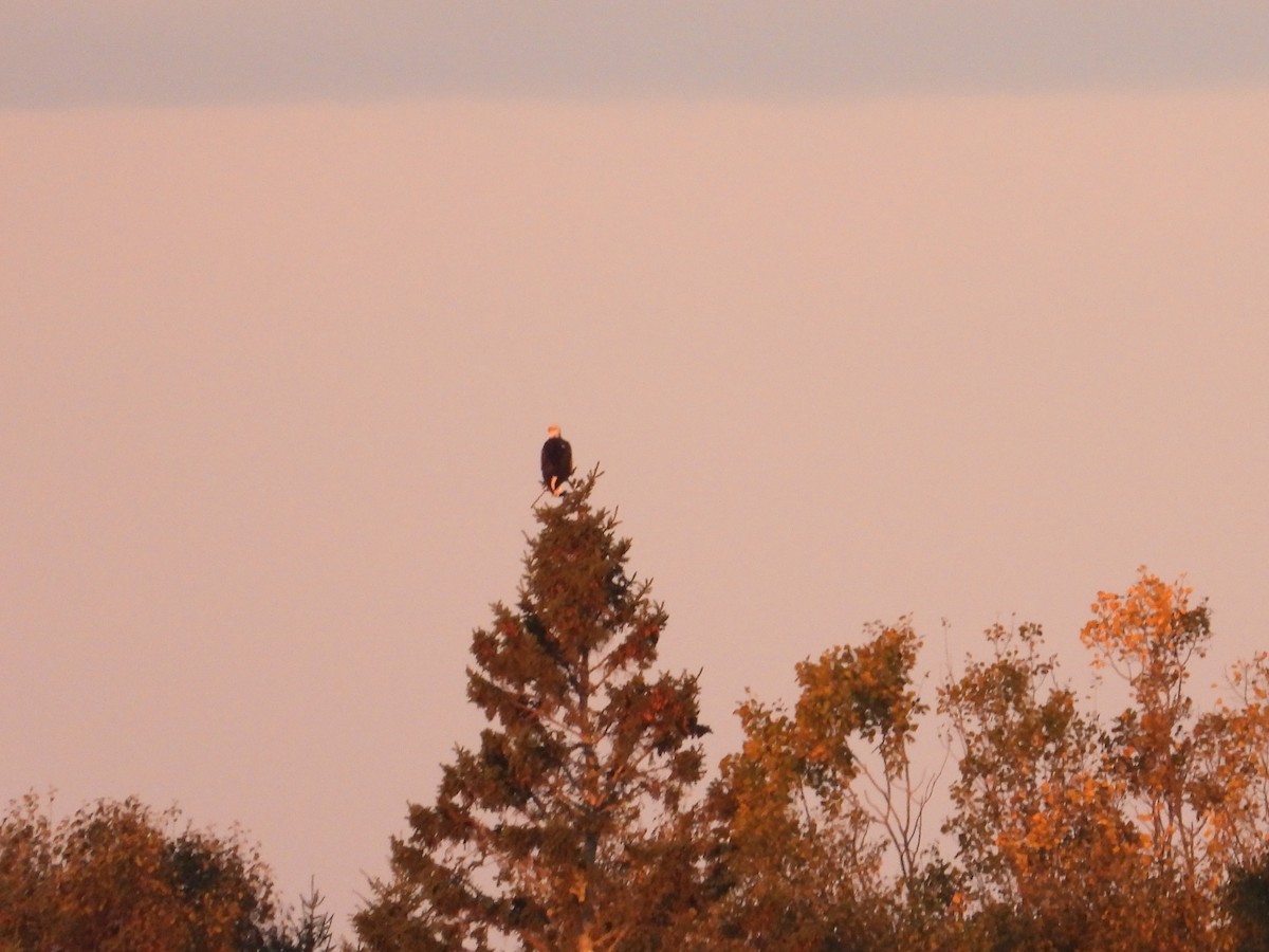Bald Eagle - ML643534648