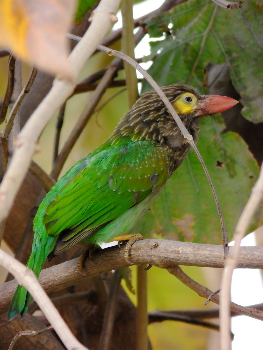 Brown-headed Barbet - ML643534649