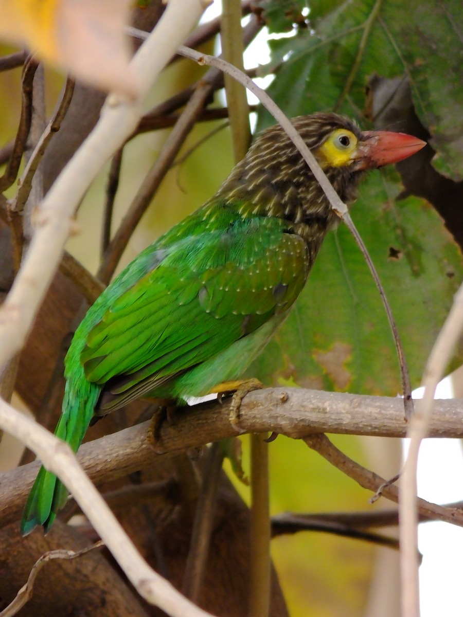 Brown-headed Barbet - ML643534650