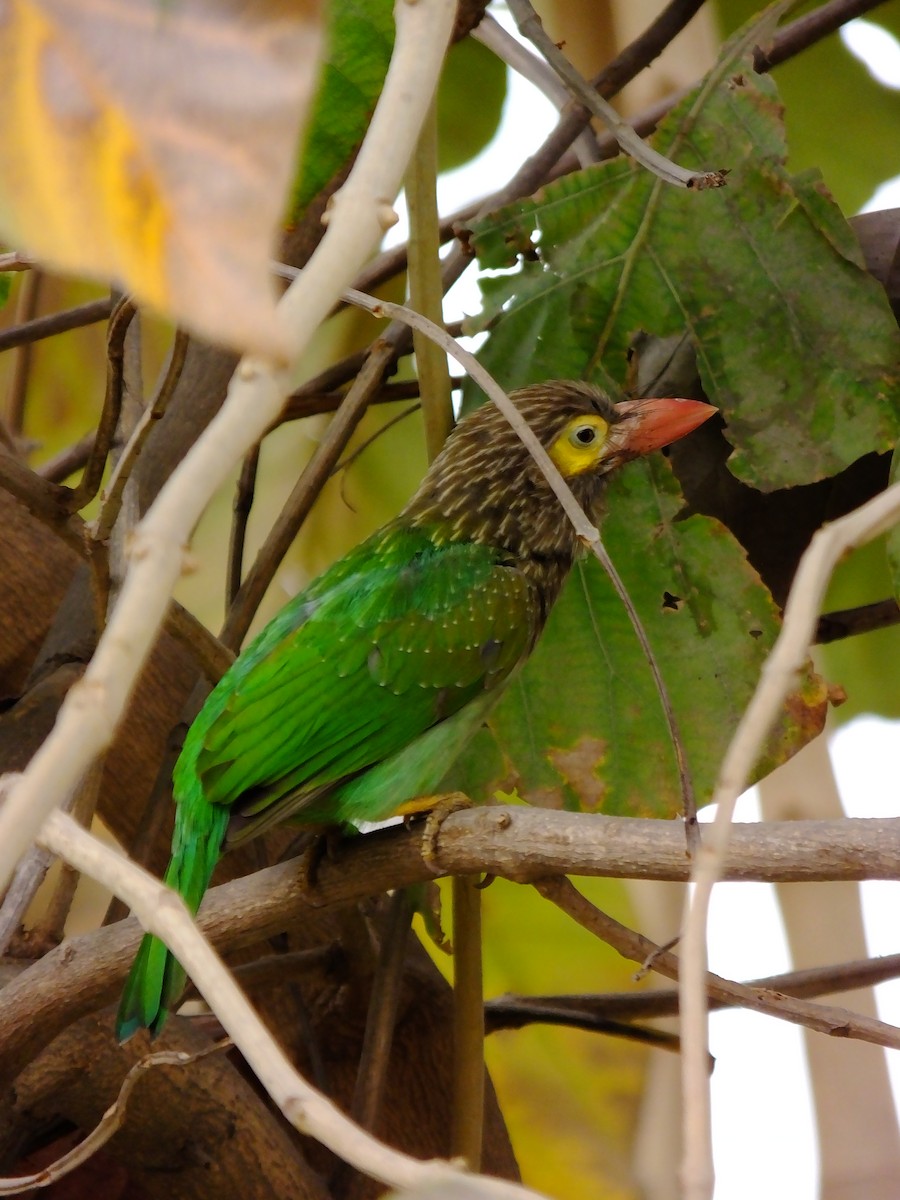 Brown-headed Barbet - ML643534651
