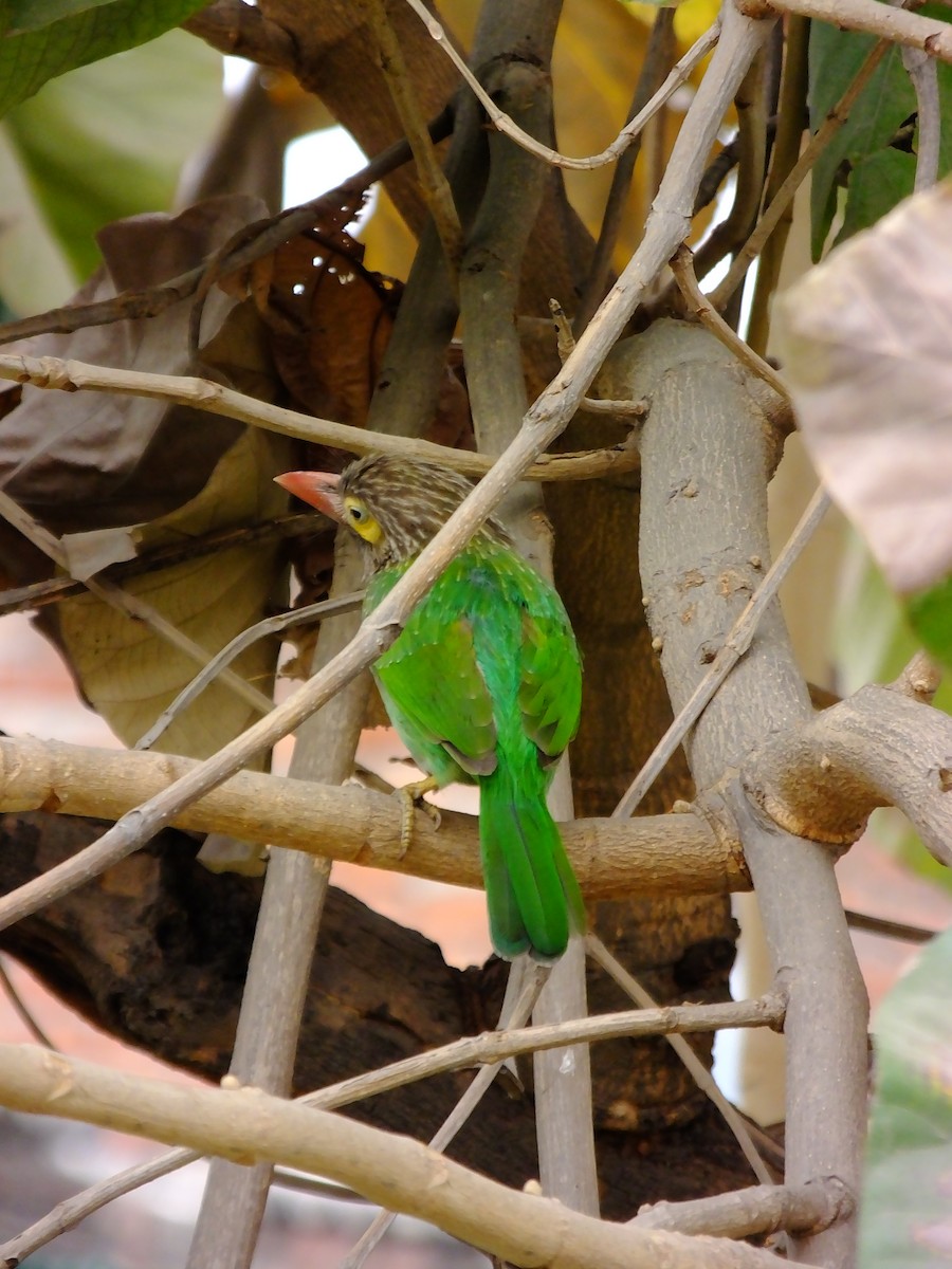 Brown-headed Barbet - ML643534652