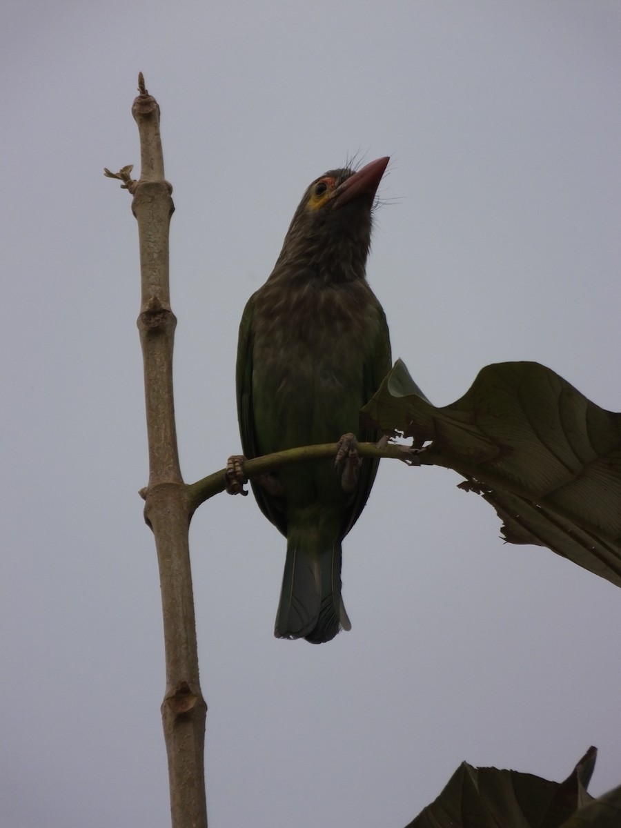 Brown-headed Barbet - ML643534653