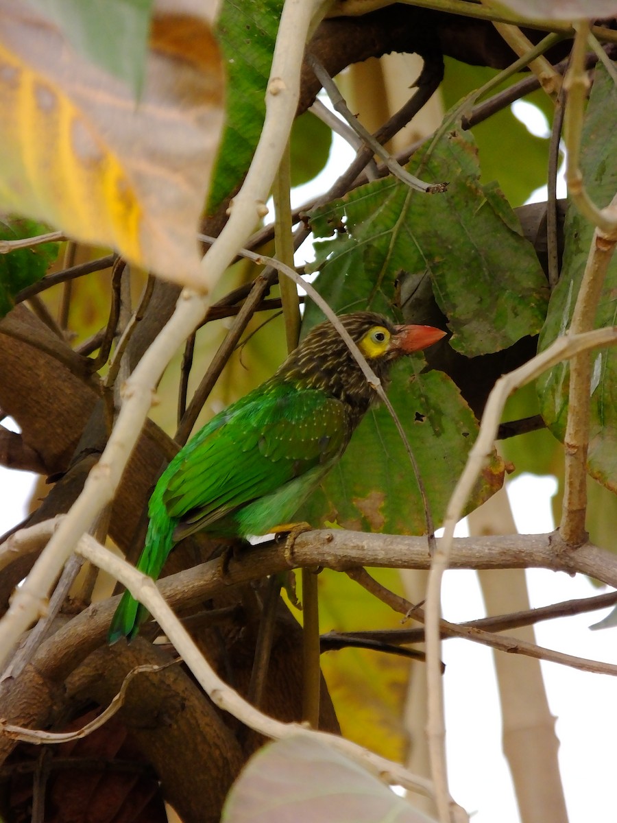 Brown-headed Barbet - ML643534654