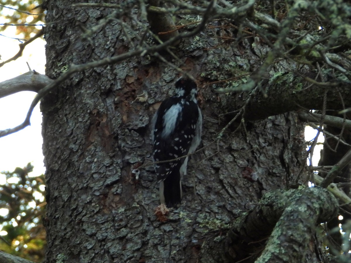Hairy Woodpecker - ML643534655