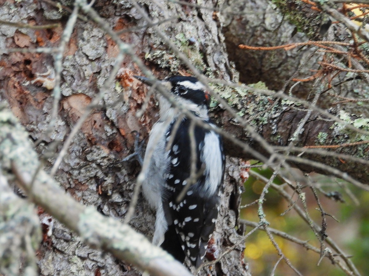 Hairy Woodpecker - ML643534656