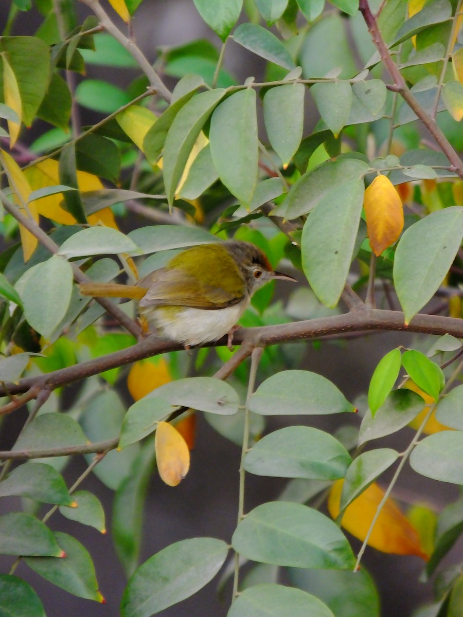 Common Tailorbird - ML643534658
