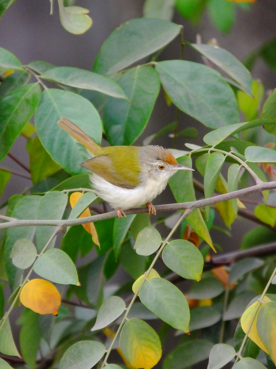 Common Tailorbird - ML643534659