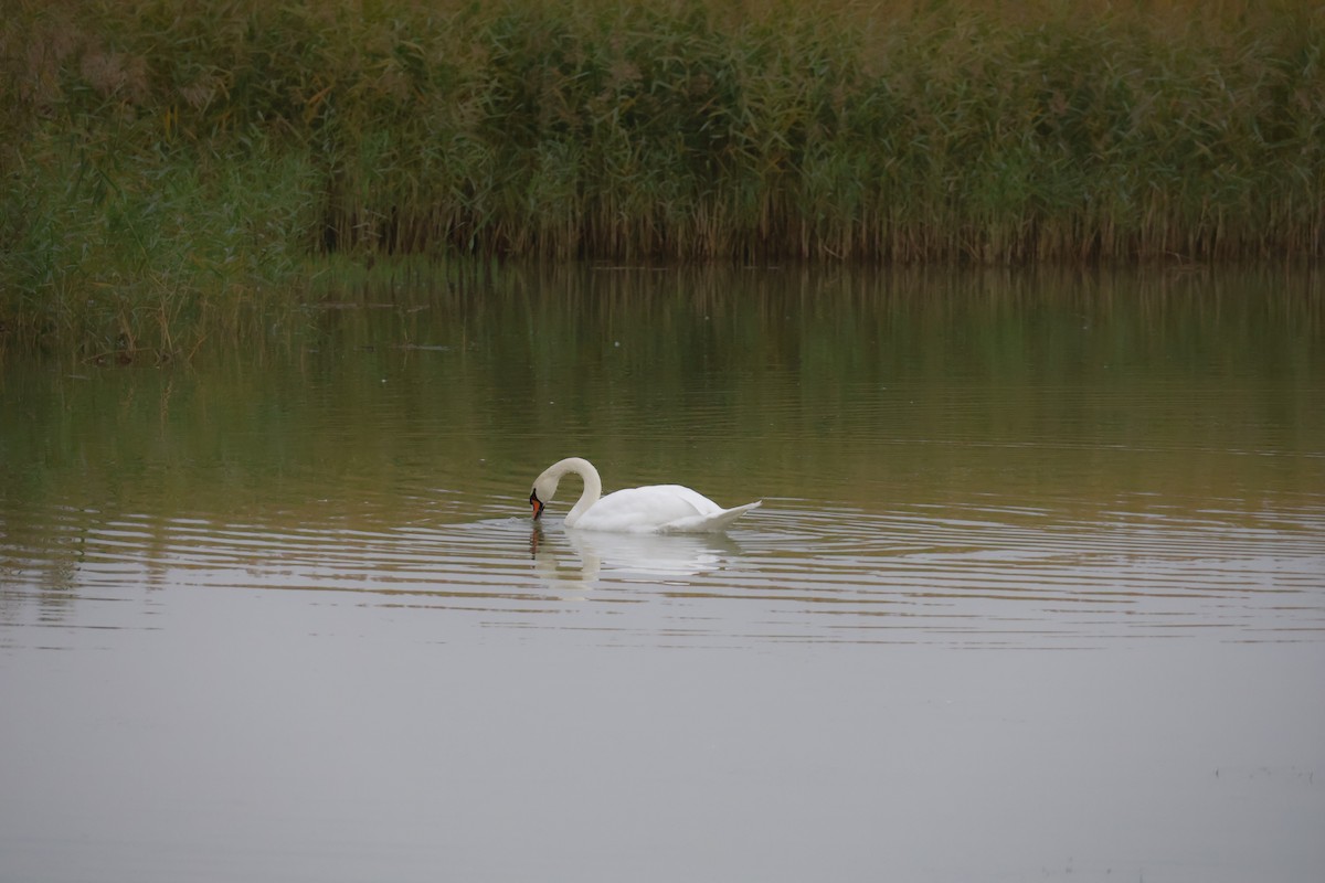 Kuğu - ML643534671