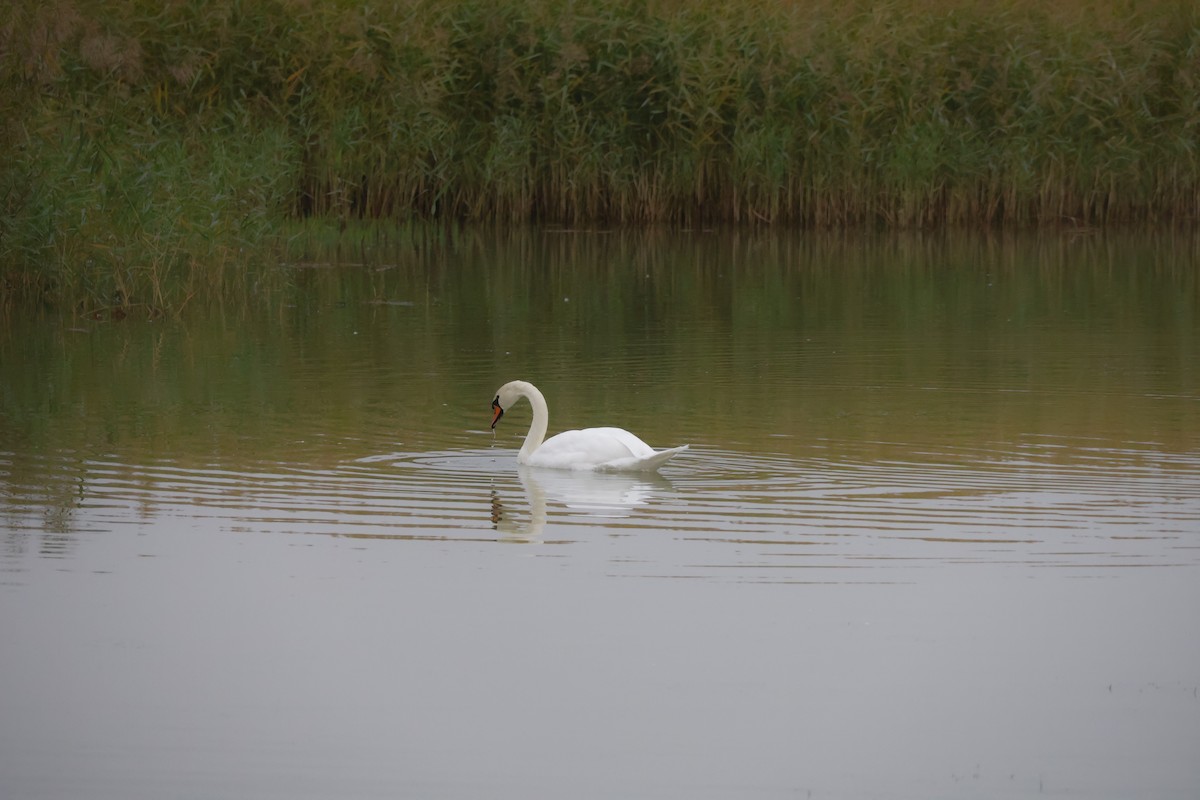 Kuğu - ML643534672