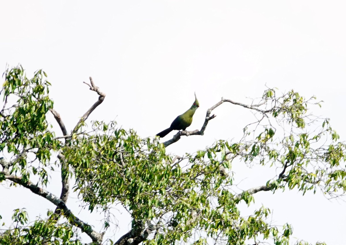 シャローエボシドリ - ML643534702