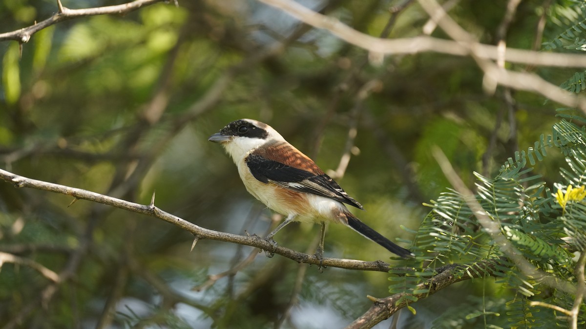 Bay-backed Shrike - ML643534707