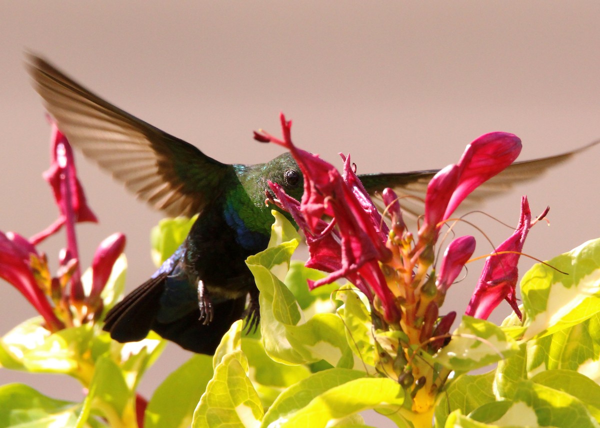 Green-throated Carib - ML643534710