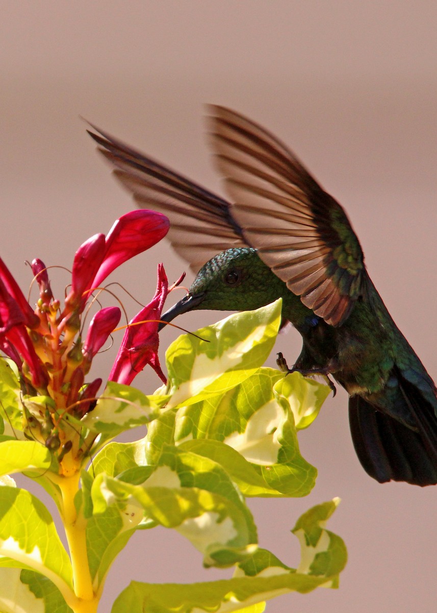 Green-throated Carib - ML643534711