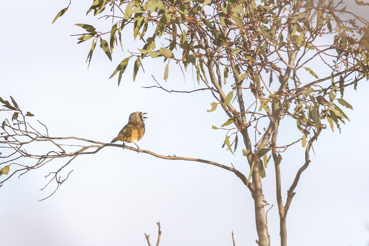Crested Bellbird - ML643534714