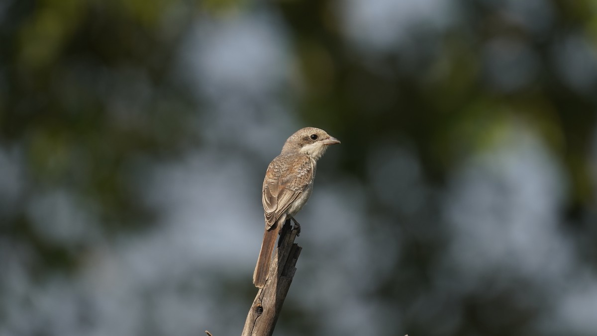 Bay-backed Shrike - ML643534716