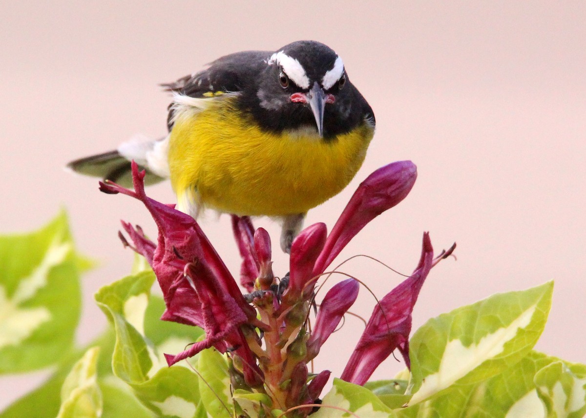 Bananaquit - ML643534717