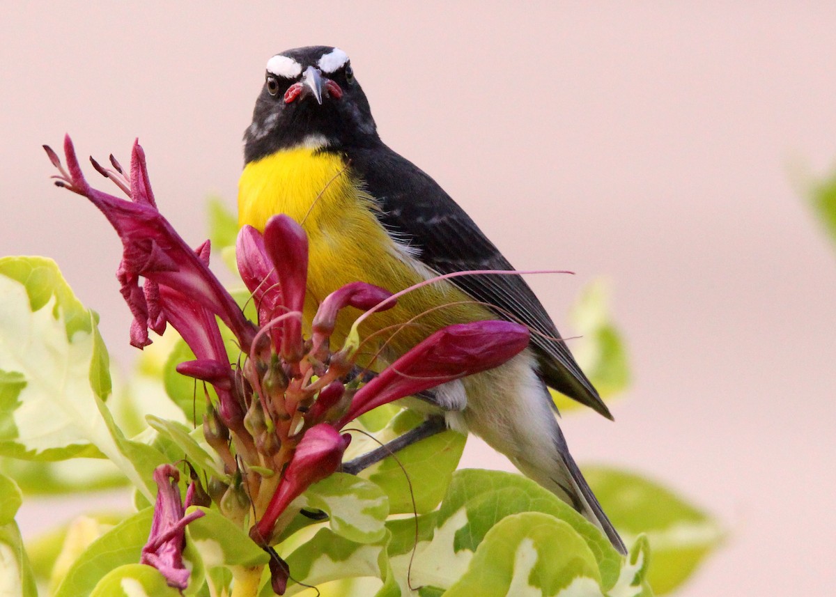 Bananaquit - ML643534718