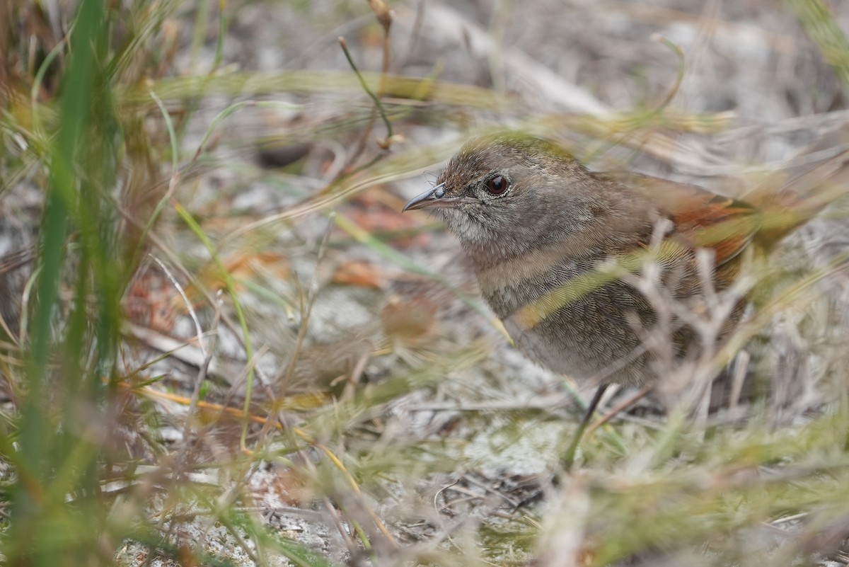 Western Bristlebird - ML643534738
