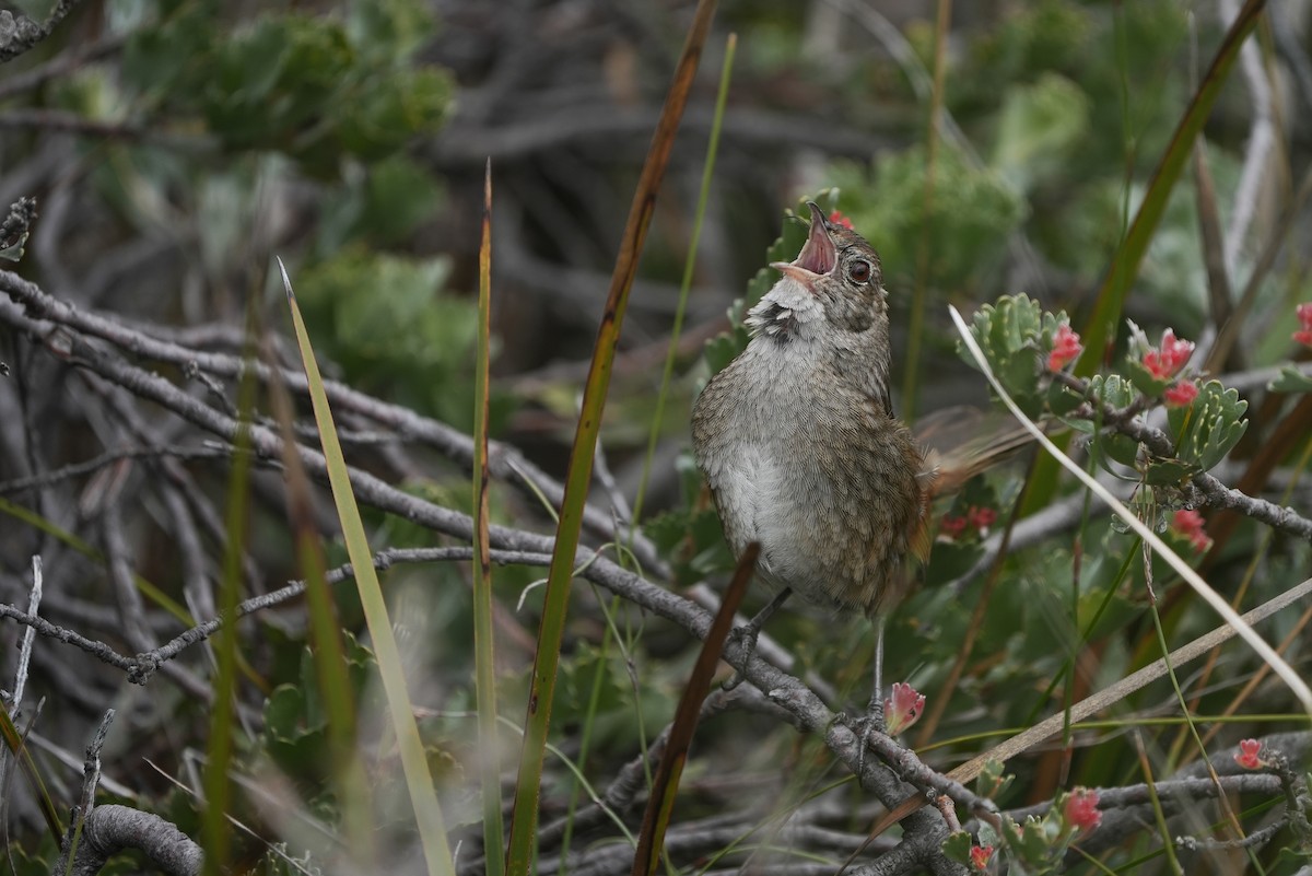 Western Bristlebird - ML643534743