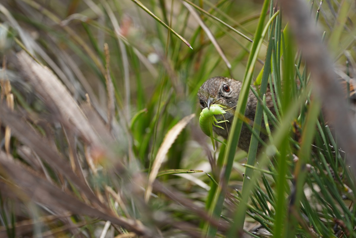 Western Bristlebird - ML643534744