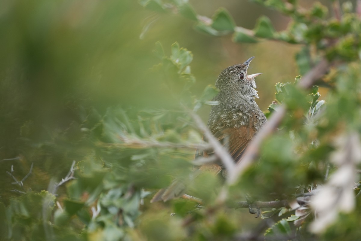 Western Bristlebird - ML643534746