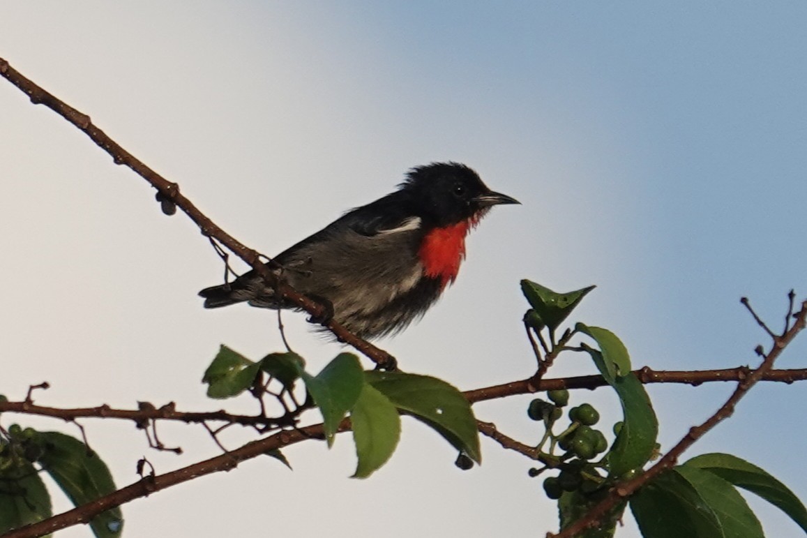 Gray-sided Flowerpecker (Wakatobi) - ML643534757