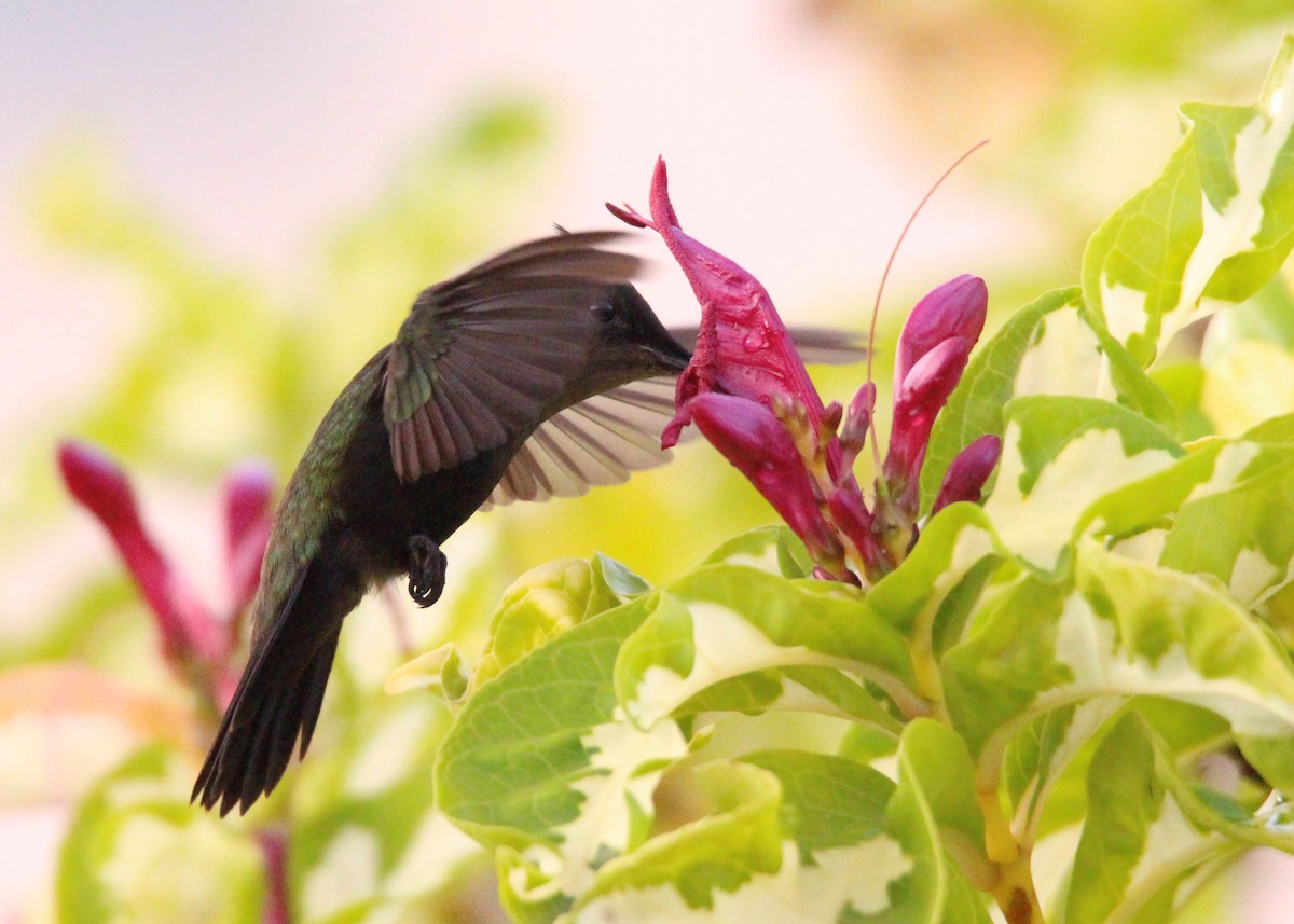 Antillean Crested Hummingbird - ML643534761