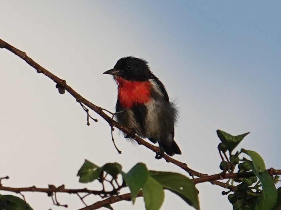 Gray-sided Flowerpecker (Wakatobi) - ML643534762
