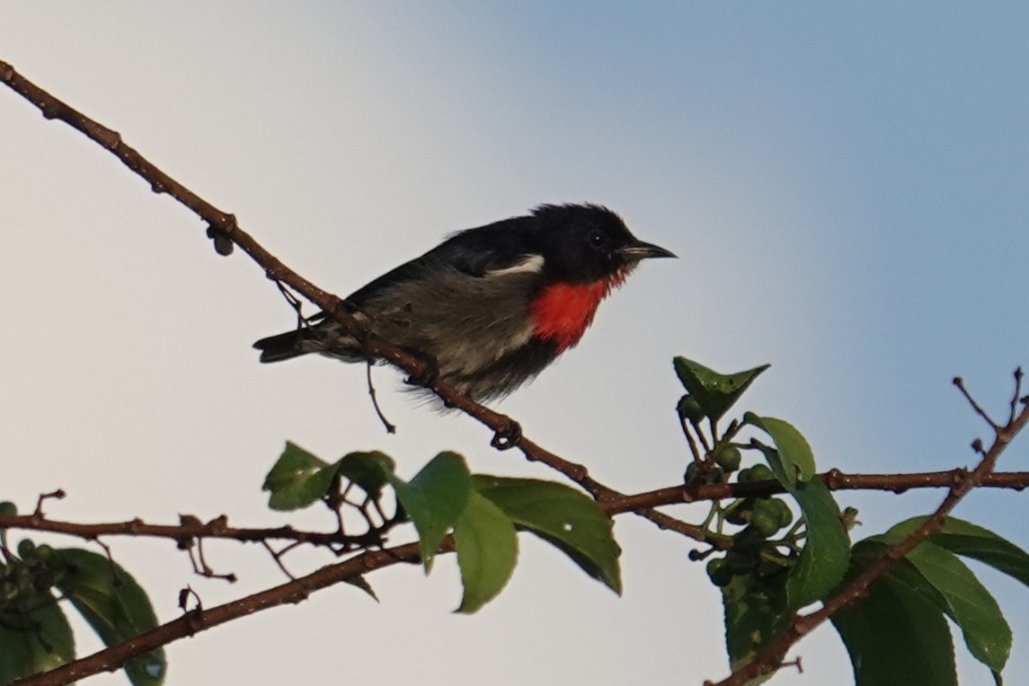 Gray-sided Flowerpecker (Wakatobi) - ML643534763