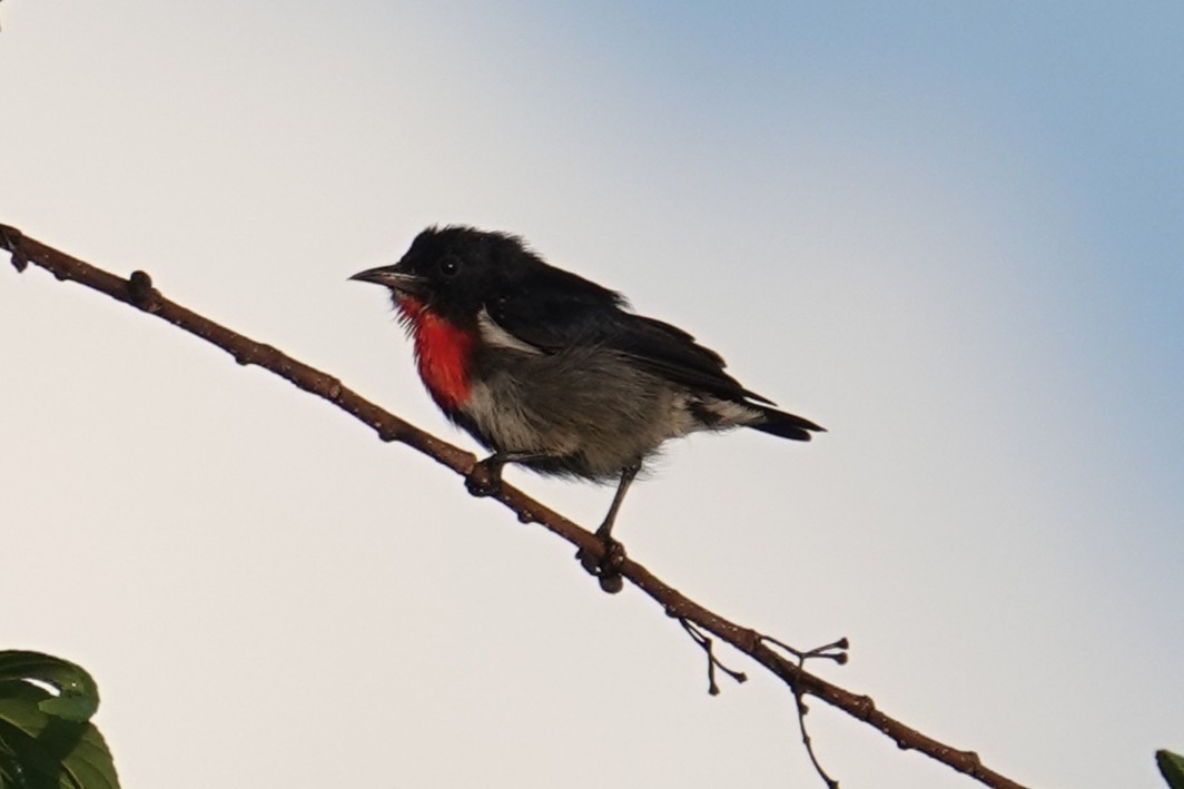 Gray-sided Flowerpecker (Wakatobi) - ML643534770