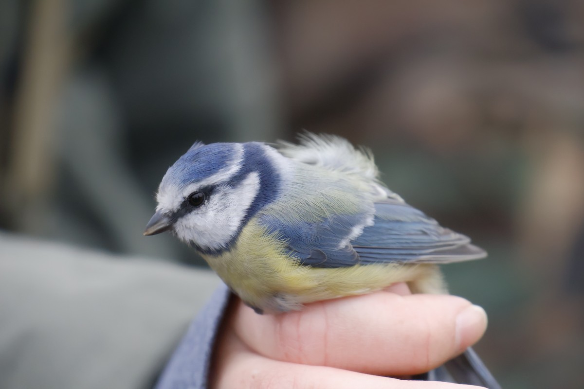 Eurasian Blue Tit - ML643534781